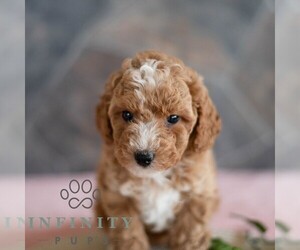 Poodle (Miniature) Puppy for sale in MILL HALL, PA, USA