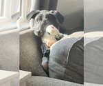 Small #6 Labrador Retriever Mix