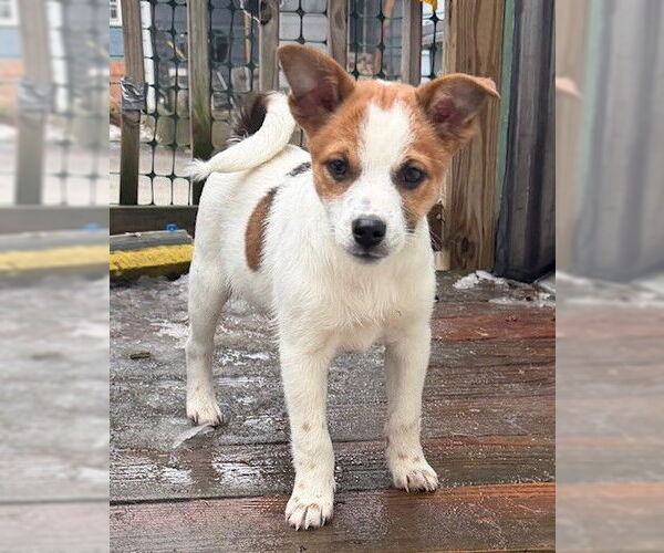 Medium Photo #1 Australian Shepherd-Unknown Mix Puppy For Sale in Genesee, WI, USA