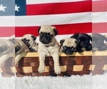 Small Photo #2 Pug Puppy For Sale in SCOTTSDALE, AZ, USA