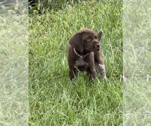 German Shorthaired Pointer Puppy for sale in XENIA, OH, USA