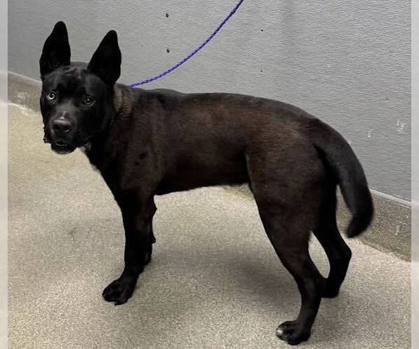 Medium Photo #1 Mutt Puppy For Sale in Las Vegas, NV, USA