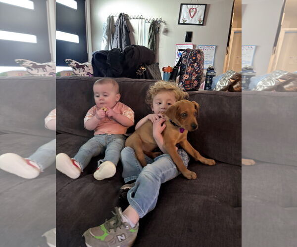 Medium Photo #3 Australian Shepherd-Unknown Mix Puppy For Sale in Aurora, CO, USA