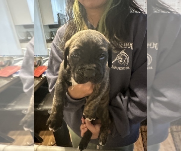 Medium Photo #34 Cane Corso-Saint Bernard Mix Puppy For Sale in LIVERMORE, CA, USA