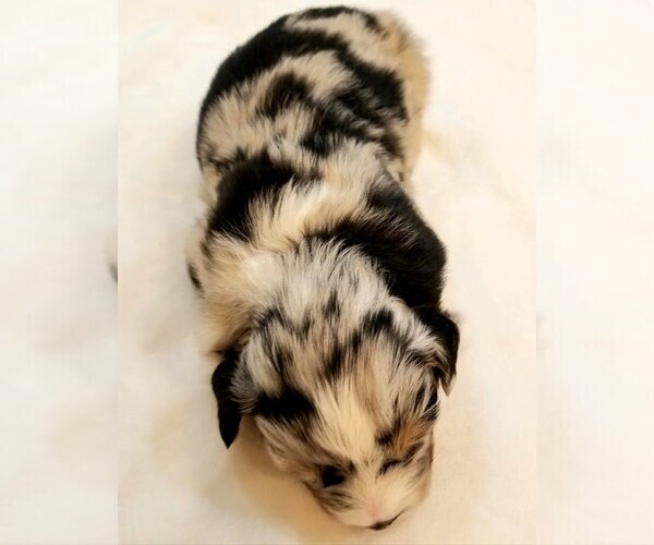 Medium Photo #3 Australian Shepherd Puppy For Sale in ERDA, UT, USA