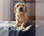 Puppy Noel Golden Retriever