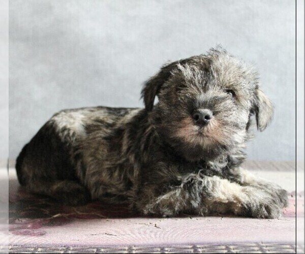 Medium Photo #6 Schnauzer (Miniature) Puppy For Sale in HONEY BROOK, PA, USA