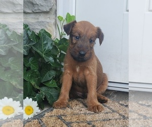 Irish Terrier Puppy for Sale in WATERLOO, New York USA