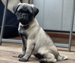 Pug Puppy for sale in CENTRALIA, WA, USA