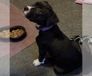 American Pit Bull Terrier Puppy for sale in CARYVILLE, TN, USA