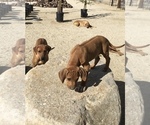 Small Photo #50 Rhodesian Ridgeback Puppy For Sale in MORONGO VALLEY, CA, USA