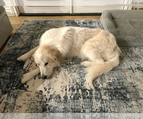 Medium Photo #7 Great Pyrenees Puppy For Sale in Spring, TX, USA