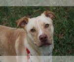 Small Labrador Retriever Mix