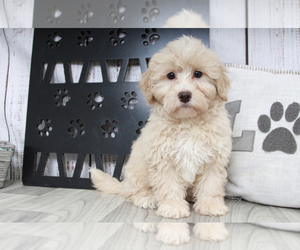 Poovanese Puppy for sale in MARIETTA, GA, USA