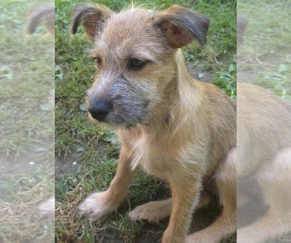 Medium Photo #4 Chihuahua-Wheaten Terrier Mix Puppy For Sale in Arlington, WA, USA