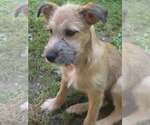Small #3 Chihuahua-Wheaten Terrier Mix