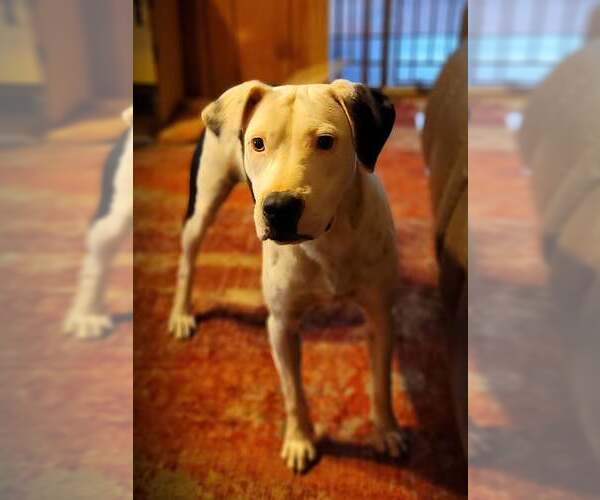 Medium Photo #3 American Pit Bull Terrier-Unknown Mix Puppy For Sale in Greenville, SC, USA