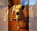 Small #2 American Pit Bull Terrier Mix