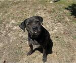 Small #1 American Pit Bull Terrier