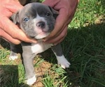 Small Photo #3 American Bully Puppy For Sale in NIXA, MO, USA