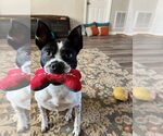 Small #3 Border Collie Mix