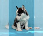 Small #4 Siberian Husky