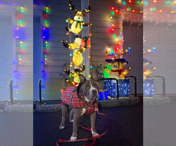 Medium Photo #10 Mutt Puppy For Sale in Alexandria, VA, USA