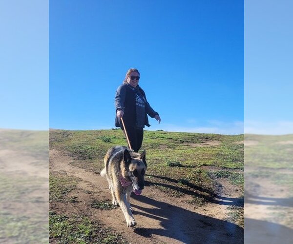 Medium Photo #3 German Shepherd Dog Puppy For Sale in  Ramona, CA, USA