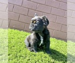 Small Photo #77 French Bulldog Puppy For Sale in JACKSONVILLE, FL, USA