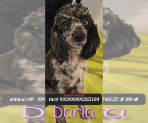 Mother of the Poovanese puppies born on 07/30/2025