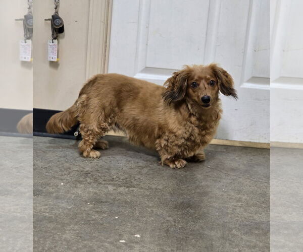 Medium Photo #1 Dachshund Puppy For Sale in Social Circle, GA, USA