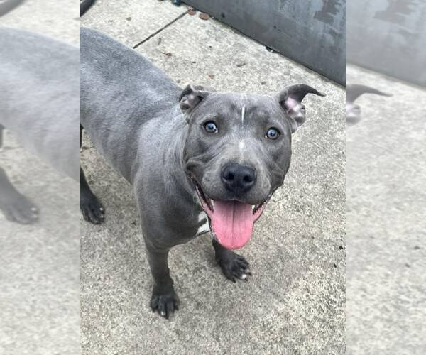 Medium Photo #8 Mutt Puppy For Sale in Crete, IL, USA