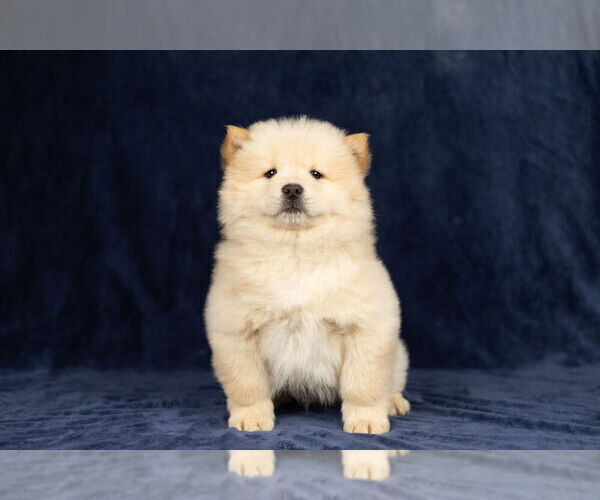 Medium Photo #11 Chow Chow Puppy For Sale in NAPPANEE, IN, USA