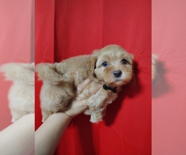 Medium Photo #6 Maltipoo (Toy) Puppy For Sale in SAN ANTONIO, TX, USA