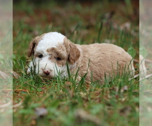 Goldendoodle-Poodle (Miniature) Mix Puppy for sale in STANLEY, WI, USA