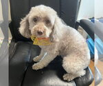 Small Photo #2 Poodle (Toy) Puppy For Sale in Cranford, NJ, USA