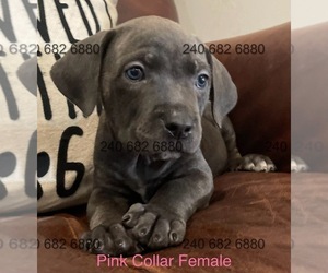 Cane Corso Litter for sale in LA PLATA, MD, USA