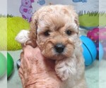 Small #2 Cavapoo