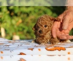 Small #6 Poodle (Toy)