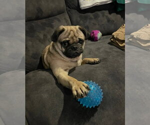 Sammy - Male Pug Dog for Adoption - Photo #4
