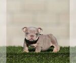SELENA - Female English Bulldog Puppy for Sale - Photo #2