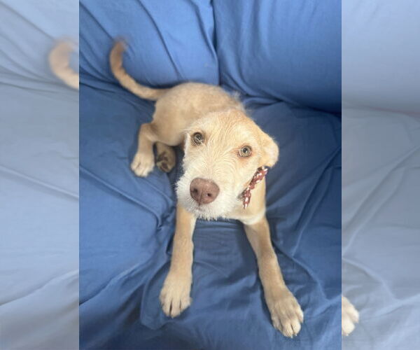 Medium Photo #4 Staffordshire Bull Terrier-Unknown Mix Puppy For Sale in Princeton, MN, USA