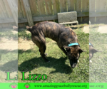 Small #2 Bulldog Mix