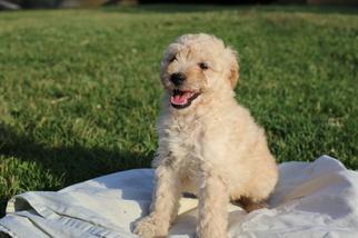 Goldendoodle-Poodle (Miniature) Mix Puppy for sale in GLASGOW, KY, USA