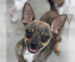 Small Chihuahua Mix