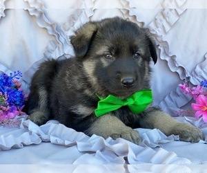 German Shepherd Dog-Norwegian Elkhound Mix Puppy for sale in LANCASTER, PA, USA