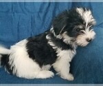 Small #23 Morkie
