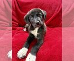 Small #3 Australian Shepherd Mix
