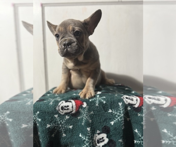 Medium Photo #13 French Bulldog Puppy For Sale in RIVERSIDE, NJ, USA