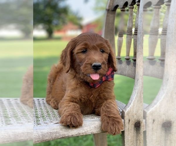 Medium Photo #5 Irish Doodle Puppy For Sale in WOOSTER, OH, USA